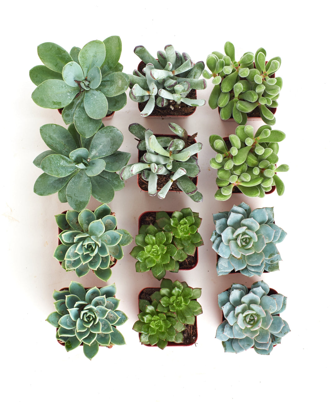 Blue &amp; Green Mini Succulent Collection