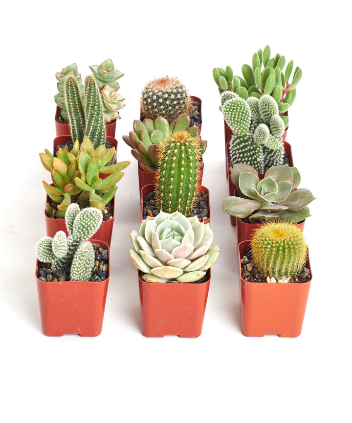 Assorted Mini Succulent &amp; Cactus Collection