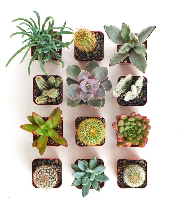 Assorted Mini Succulent &amp; Cactus Collection