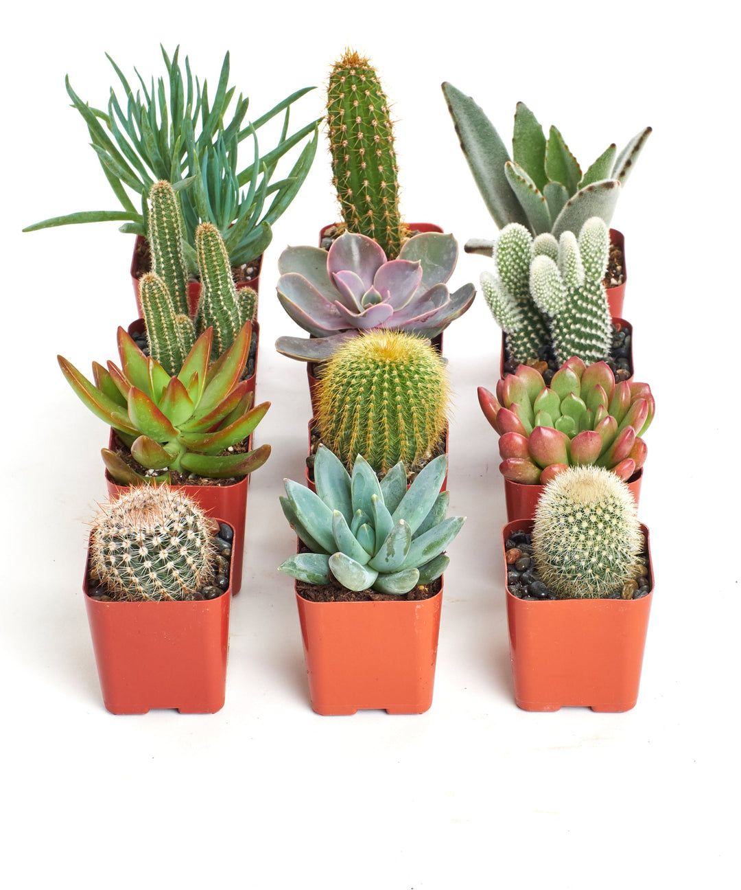 Assorted Mini Succulent &amp; Cactus Collection