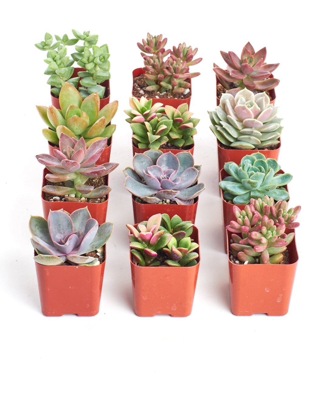 Pastel Mini Succulent Collection