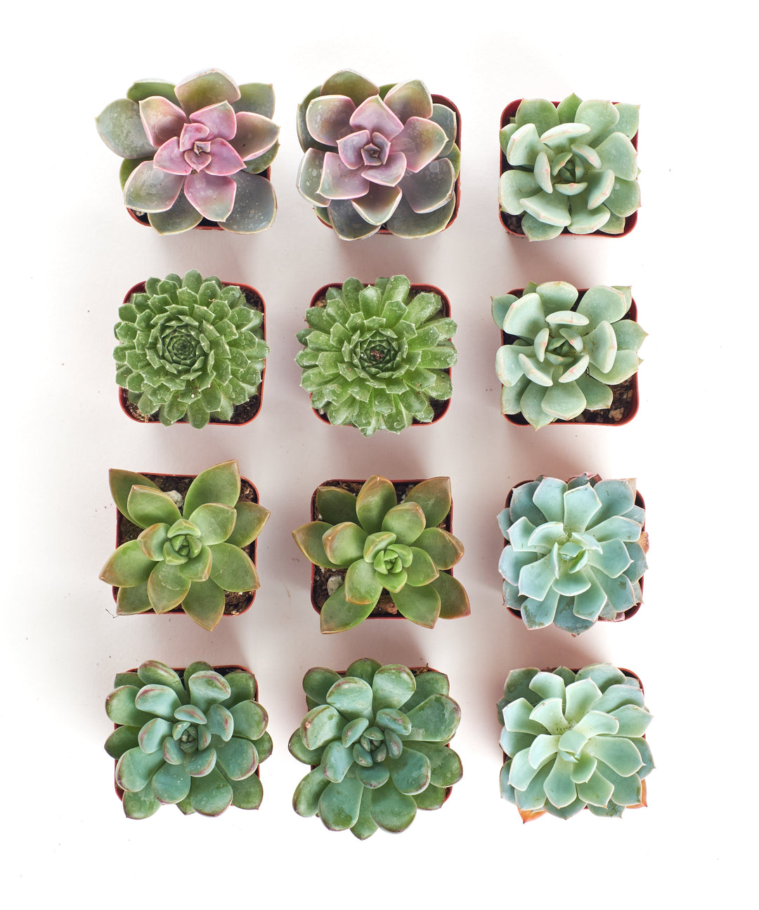 Rosette Succulent Collection