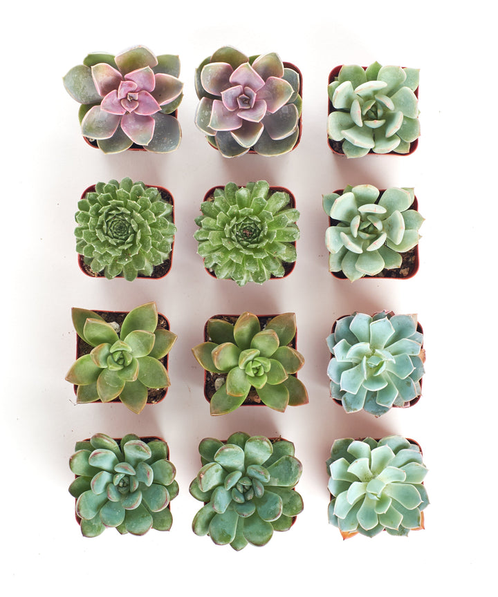 Rosette Succulent Collection