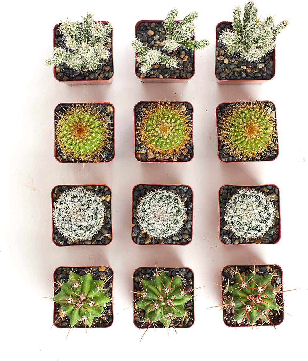 Assorted Mini Cactus Collection