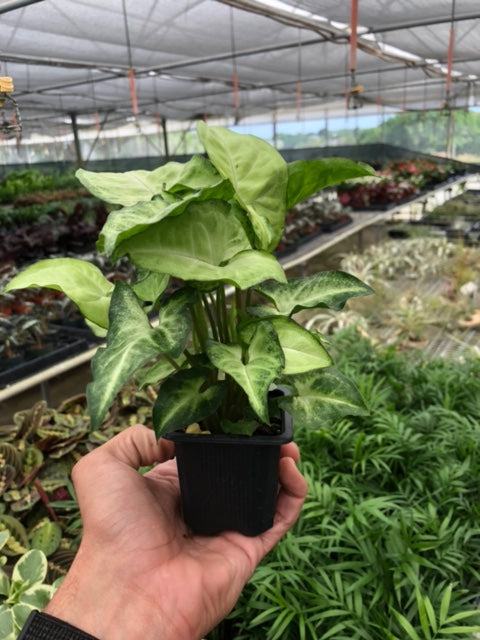 Syngonium &