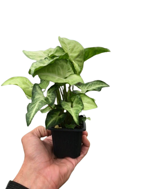 Syngonium &