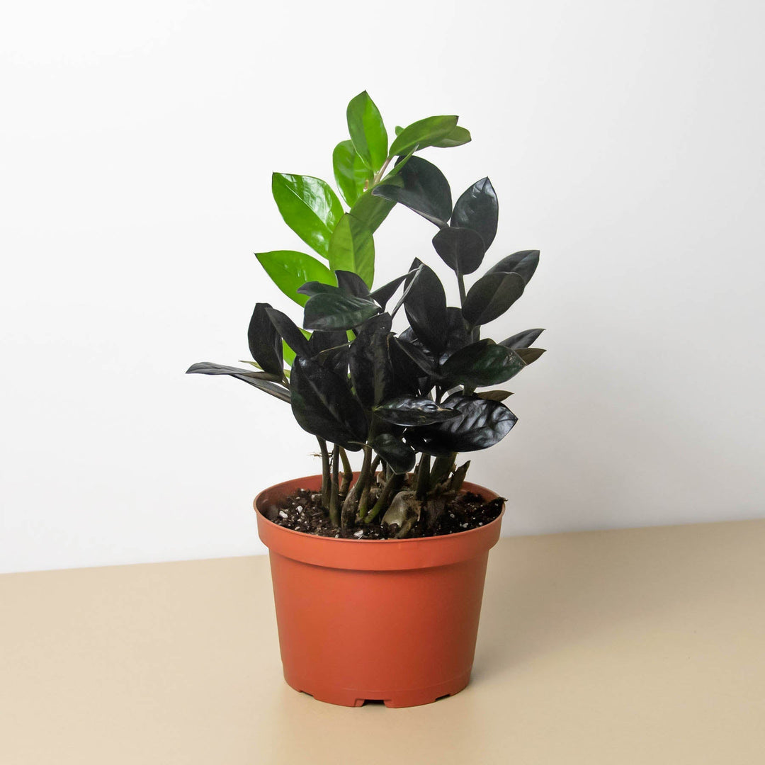 ZZ Zamioculcas &
