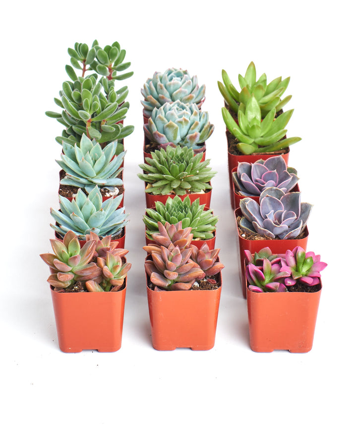 Assorted Mini Succulent Collection
