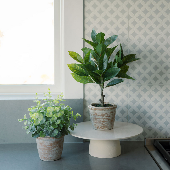 10" Eucalyptus &amp; 16" Citrus Topiary Set