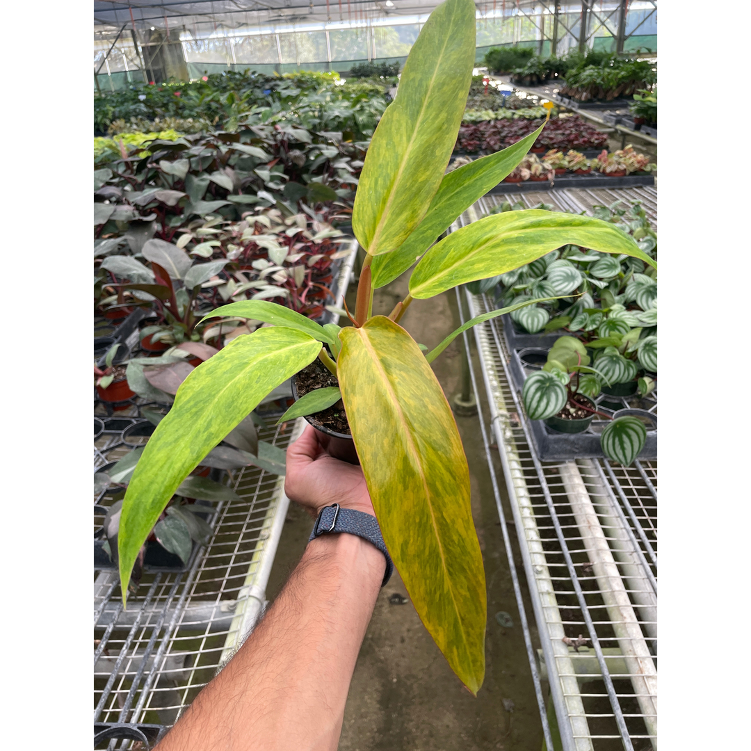 Philodendron &