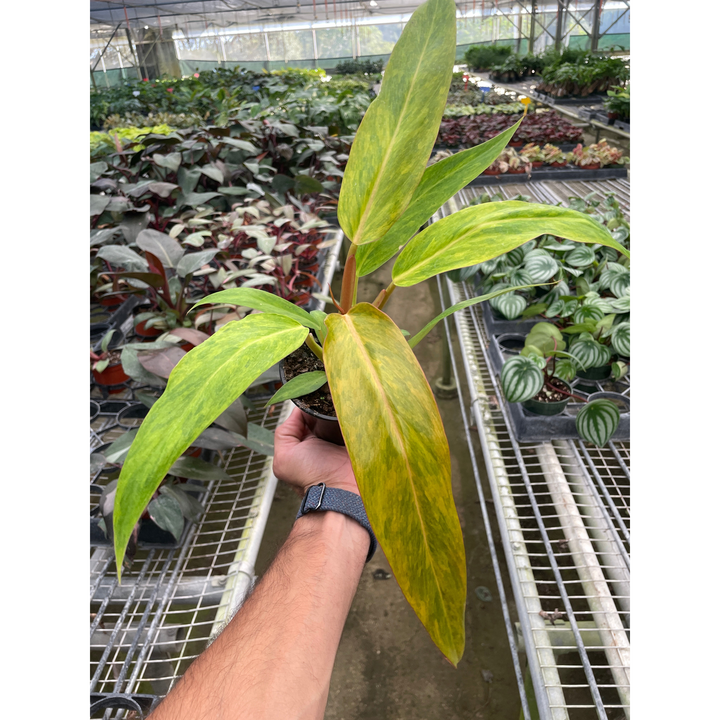 Philodendron &