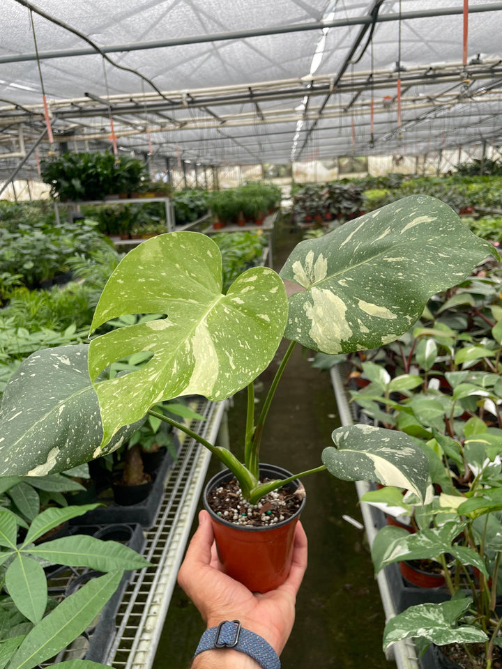 Monstera &