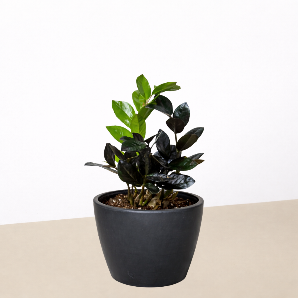 ZZ Zamioculcas &