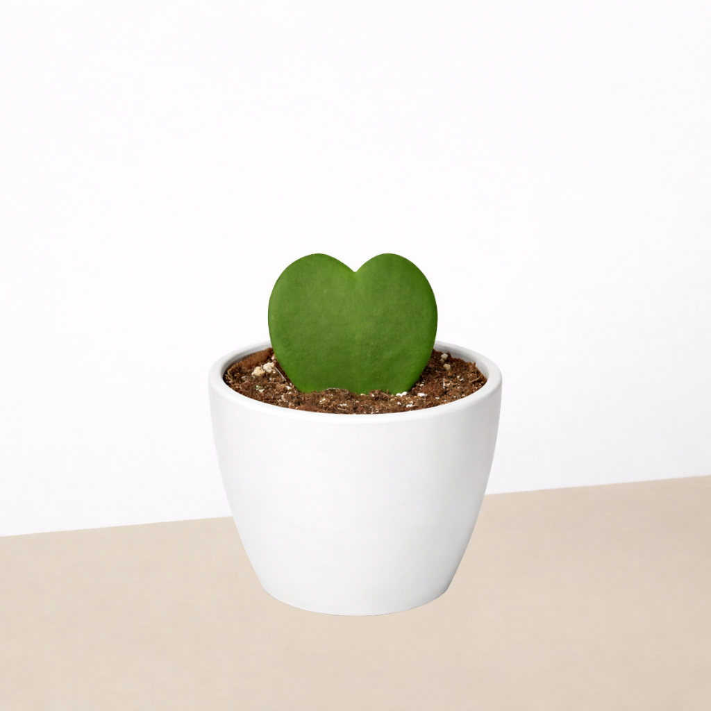 Hoya &