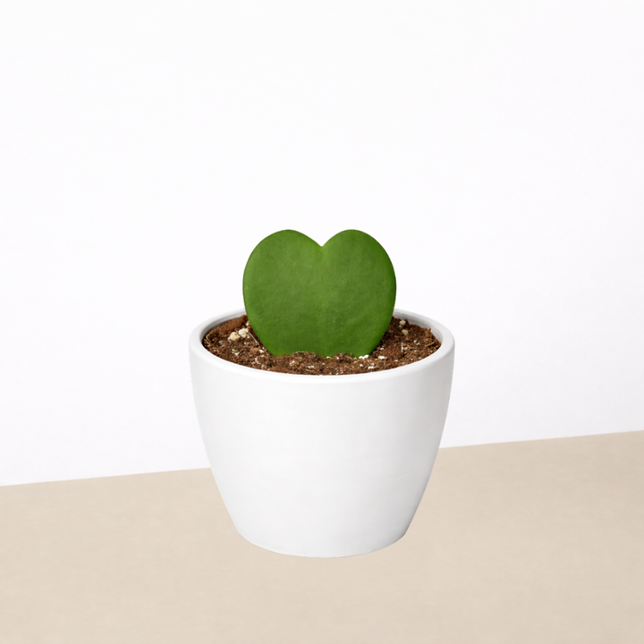 Hoya &