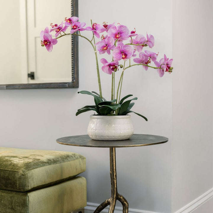 23" Phale Orchid