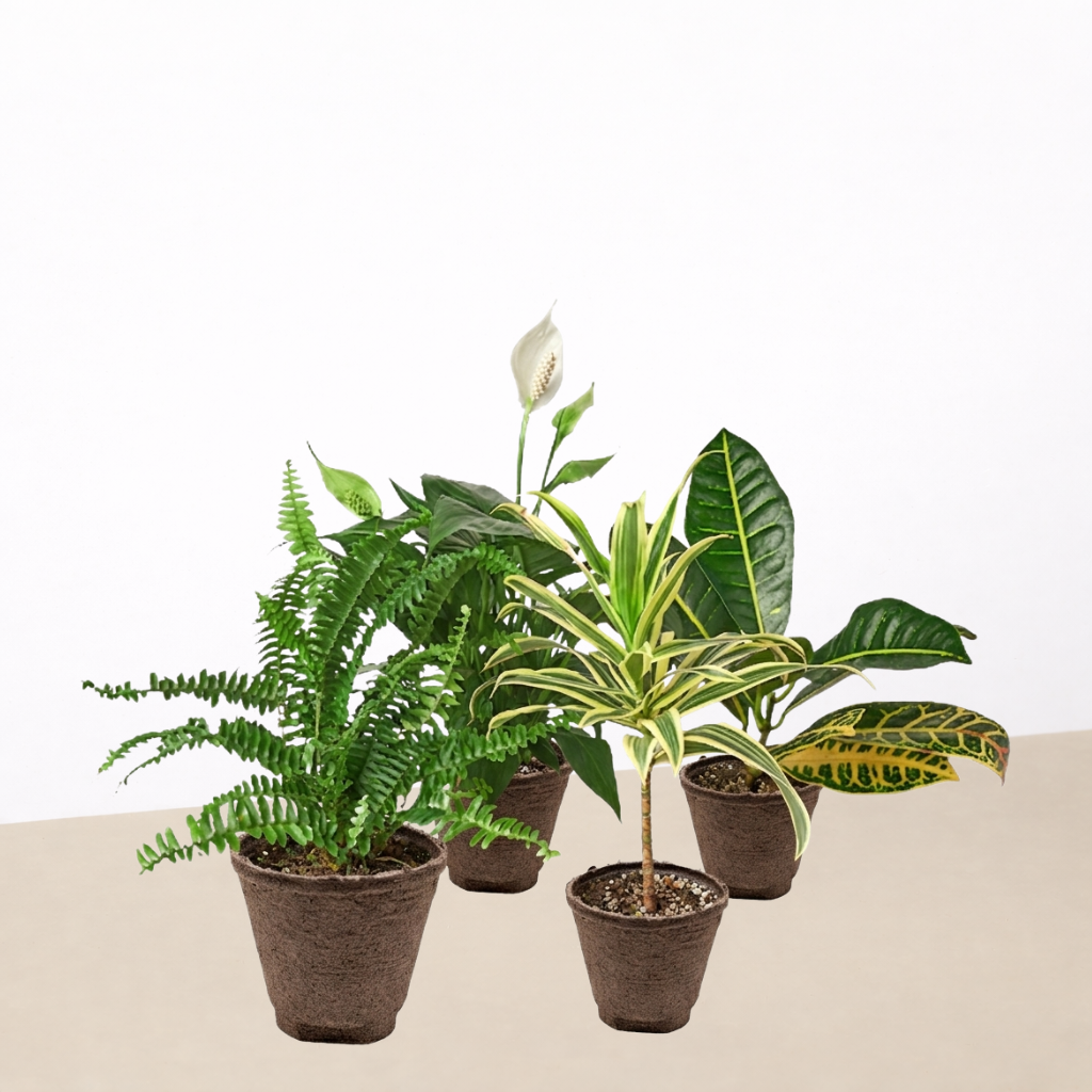 Air Purifying Variety Bundle
