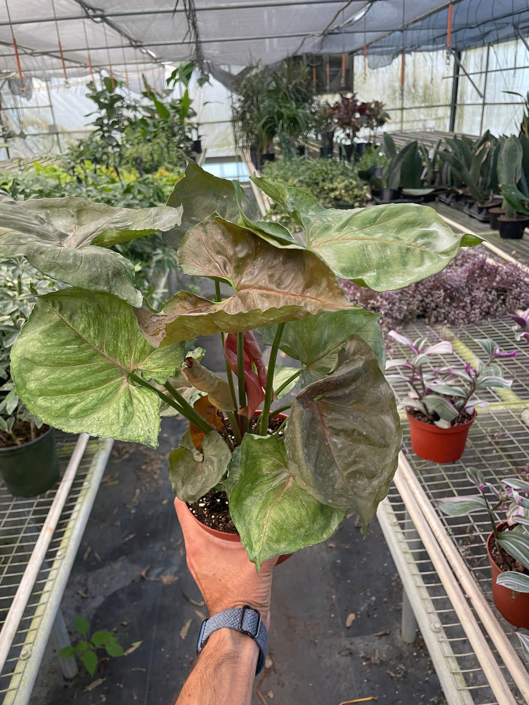 Syngonium &