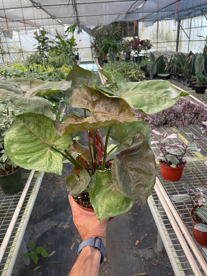 Syngonium &