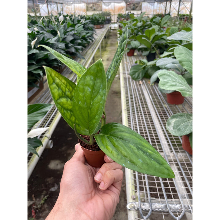Monstera &