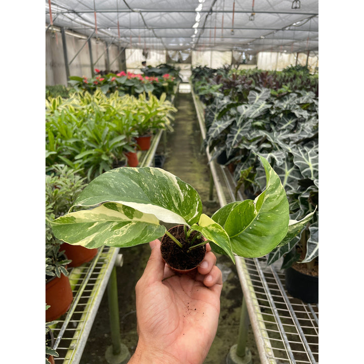 Pothos &