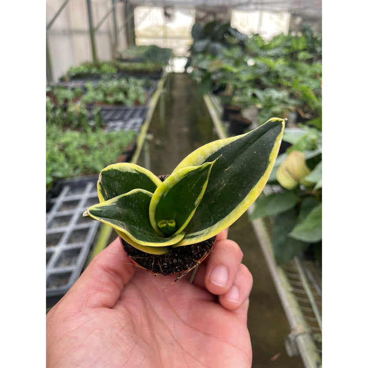Snake Plant &