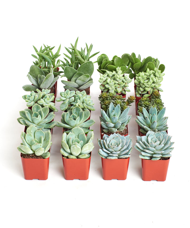 Blue &amp; Green Mini Succulent Collection