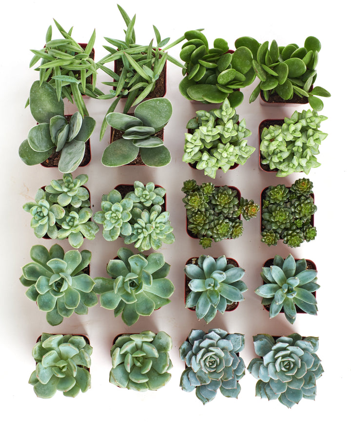Blue &amp; Green Mini Succulent Collection