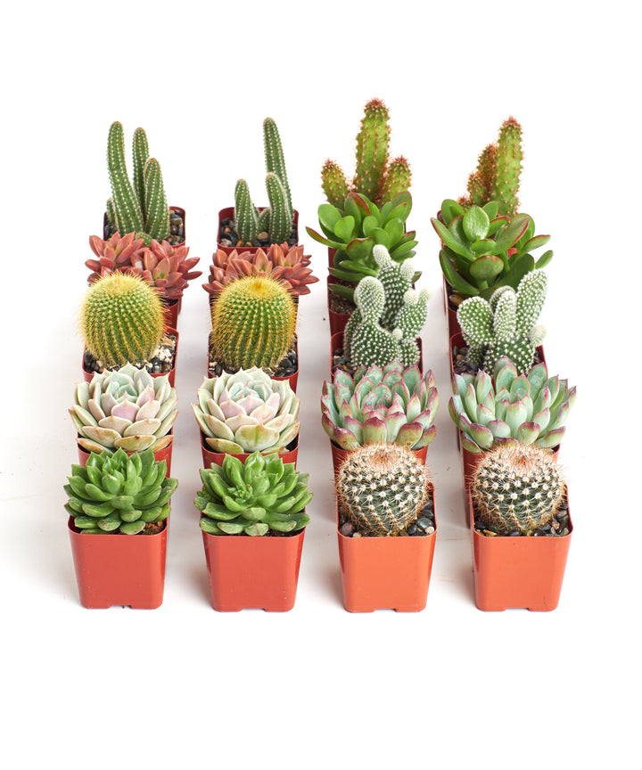 Assorted Mini Succulent &amp; Cactus Collection