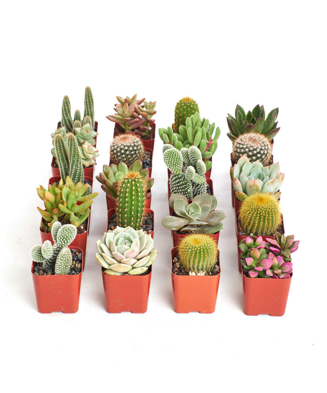 Assorted Mini Succulent &amp; Cactus Collection