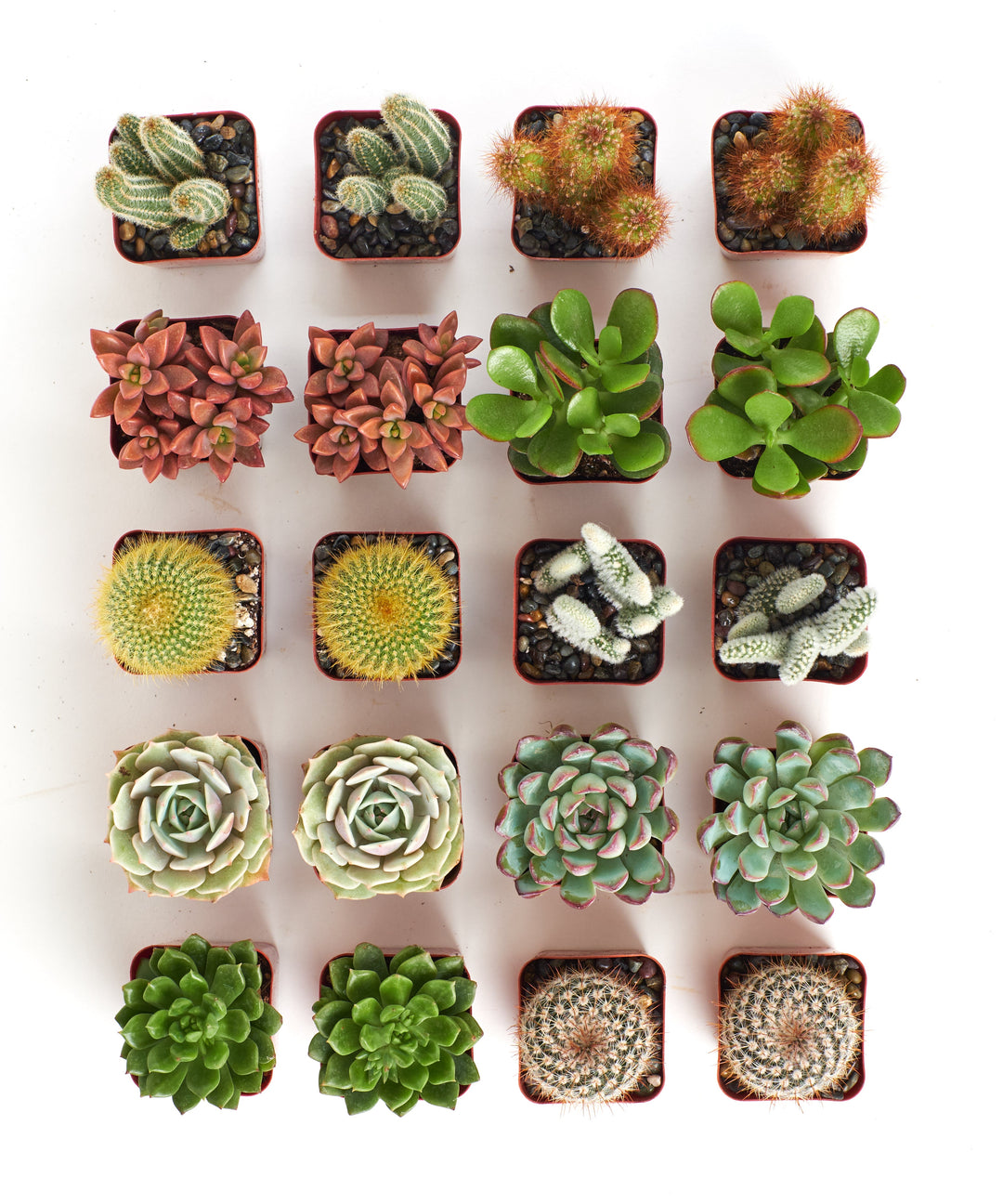Assorted Mini Succulent &amp; Cactus Collection