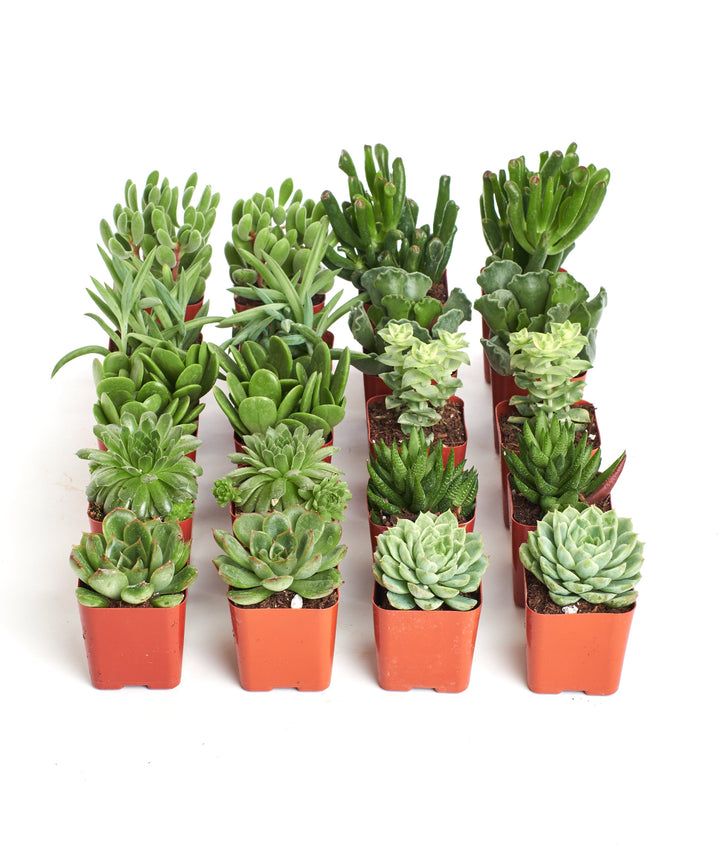 Verde Mini Succulent Collection