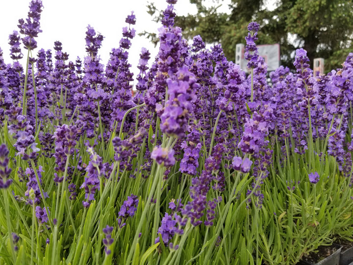 Live Hidcote Lavender Plant (Lavandula angustifolia)
