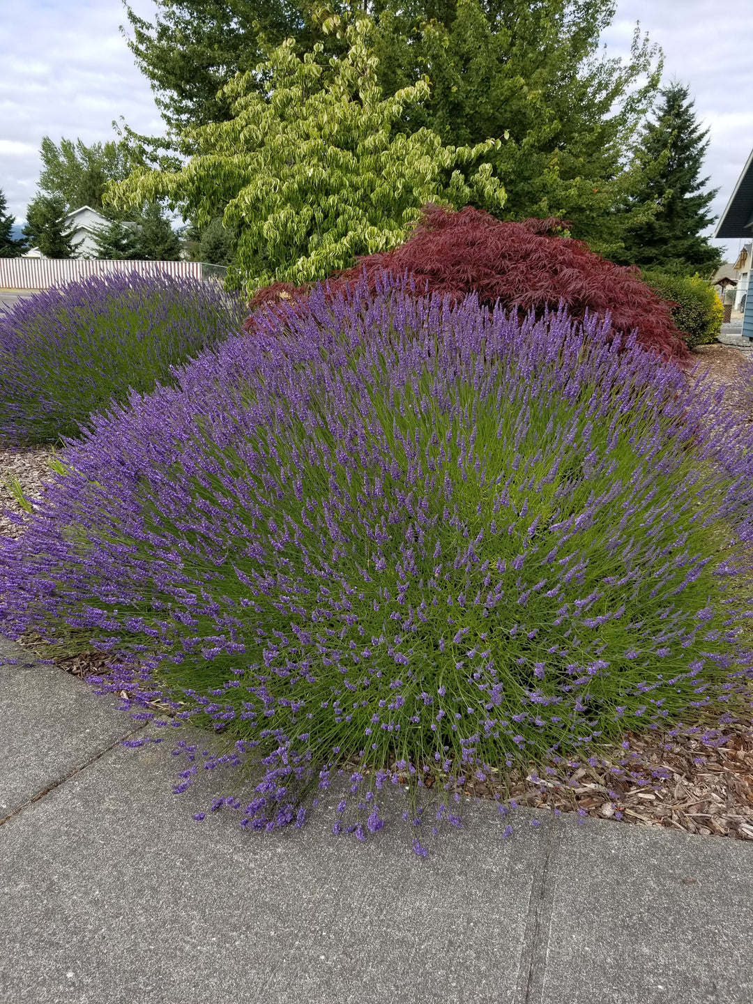 Live Grosso Lavender Plant (Lavandula × intermedia)