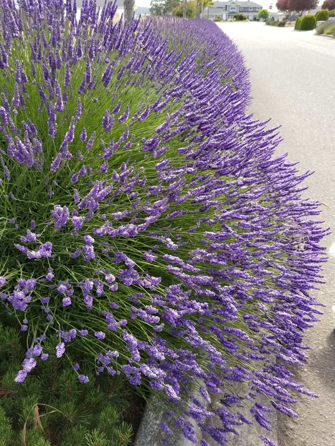 Live Grosso Lavender Plant (Lavandula × intermedia)