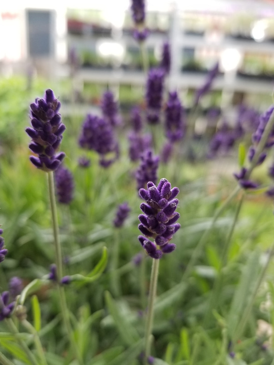 Live Hidcote Lavender Plant (Lavandula angustifolia)