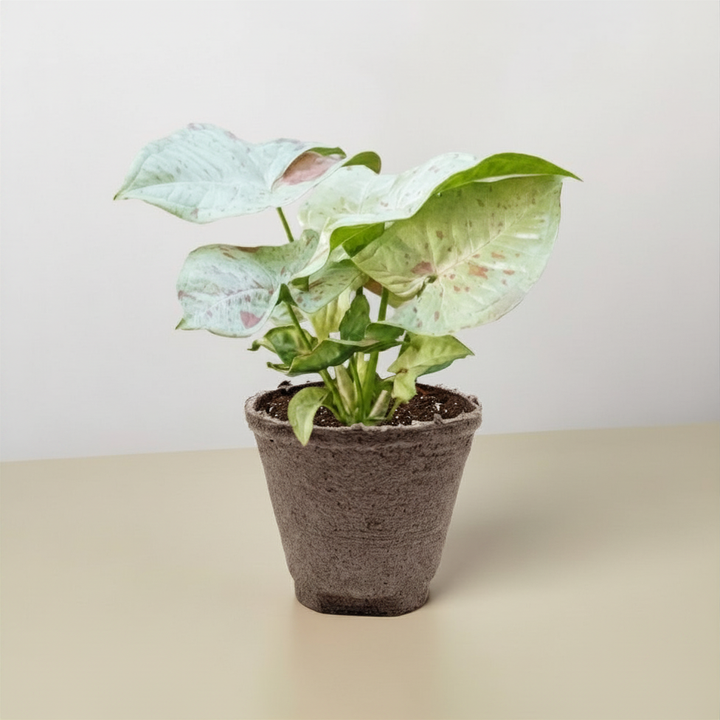 Syngonium &