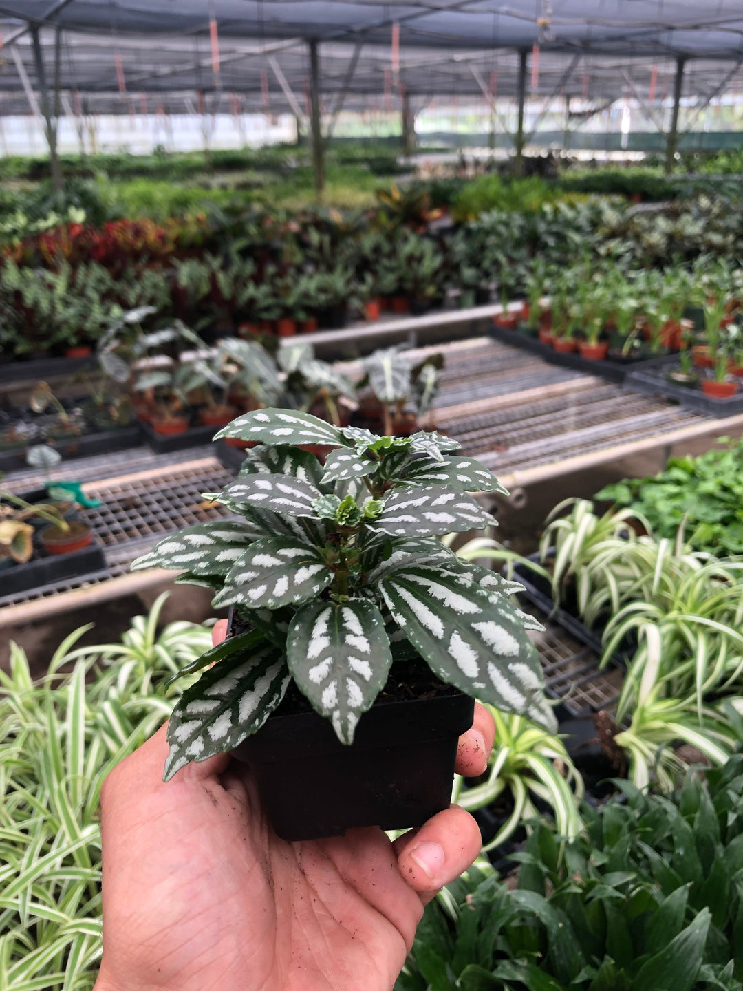 Pilea &