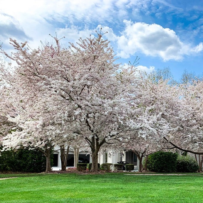 Ornamental Cherry Tree &