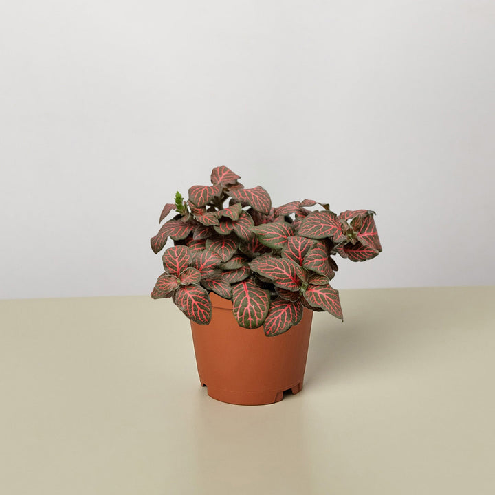 Fittonia &