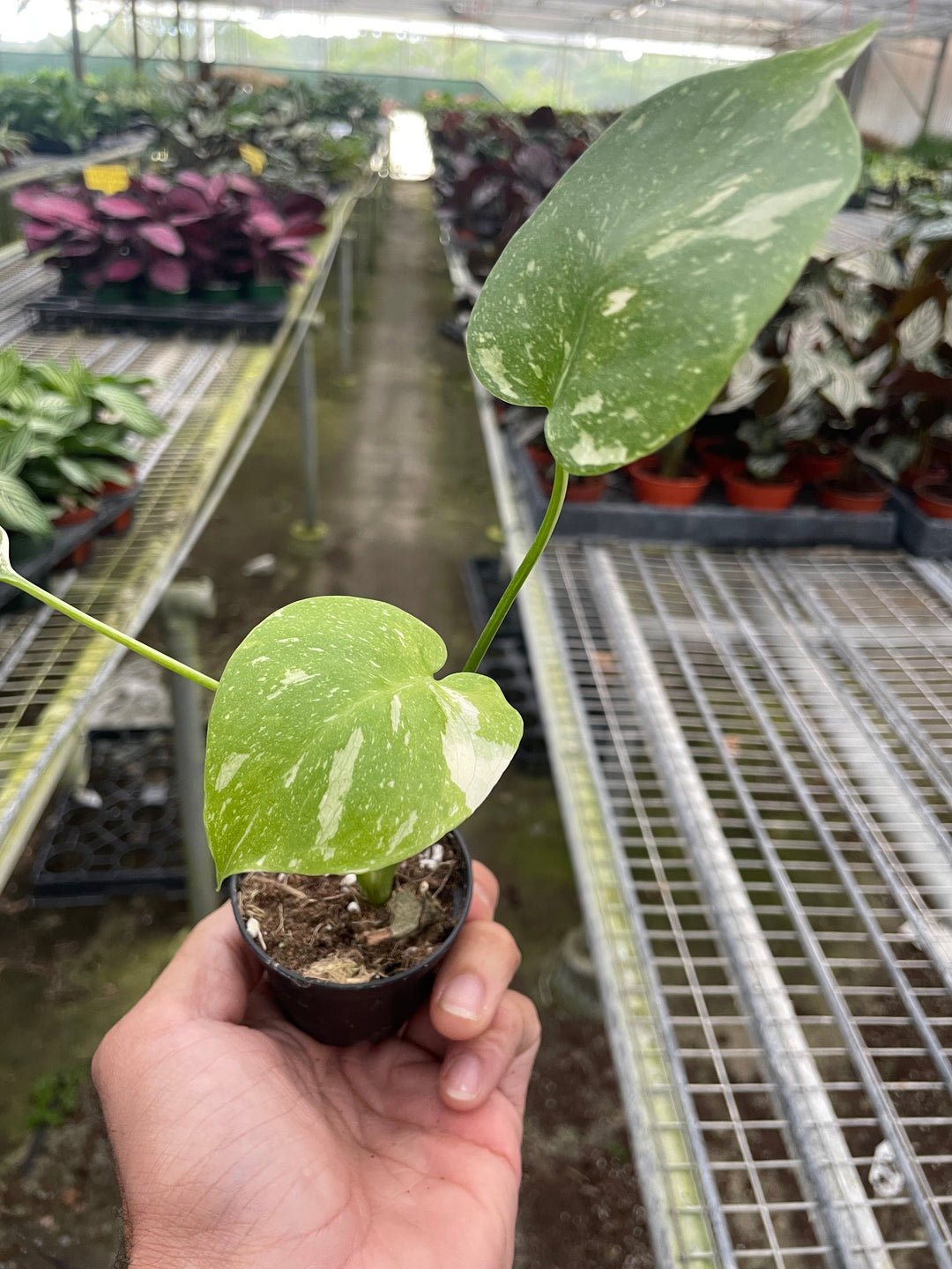 Monstera &