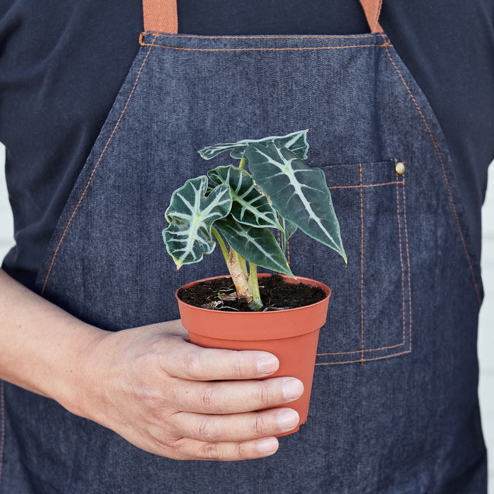 Alocasia Amazonica &