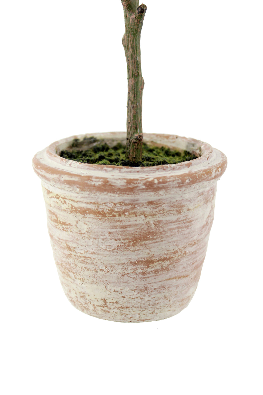 12" Rosemary &amp; 16" Olive Topiary Set