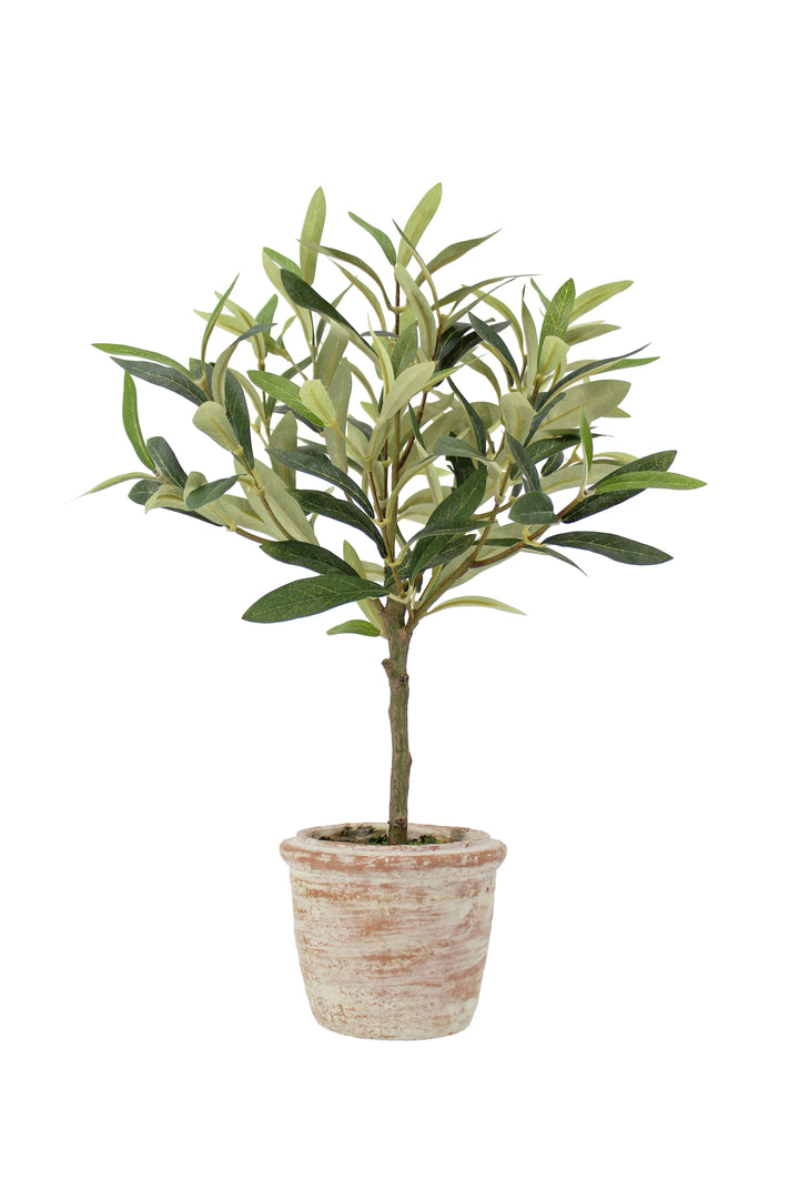 12" Rosemary &amp; 16" Olive Topiary Set