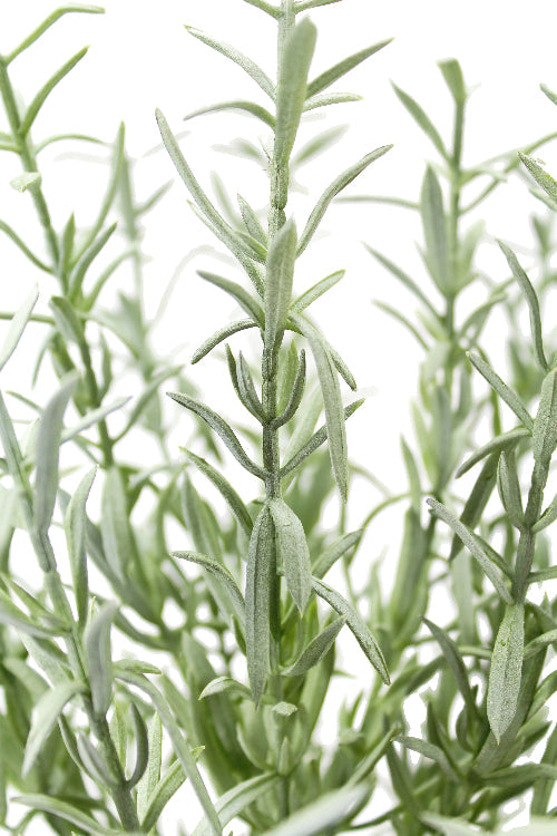 12" Rosemary &amp; 16" Olive Topiary Set