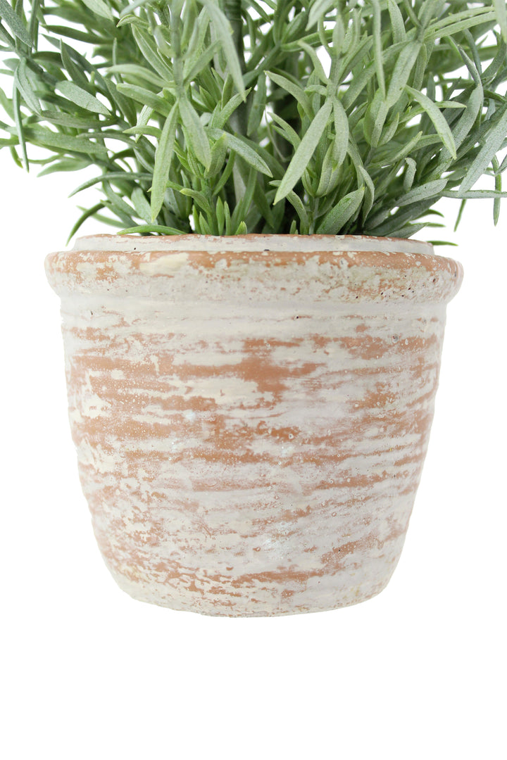 12" Rosemary &amp; 16" Olive Topiary Set