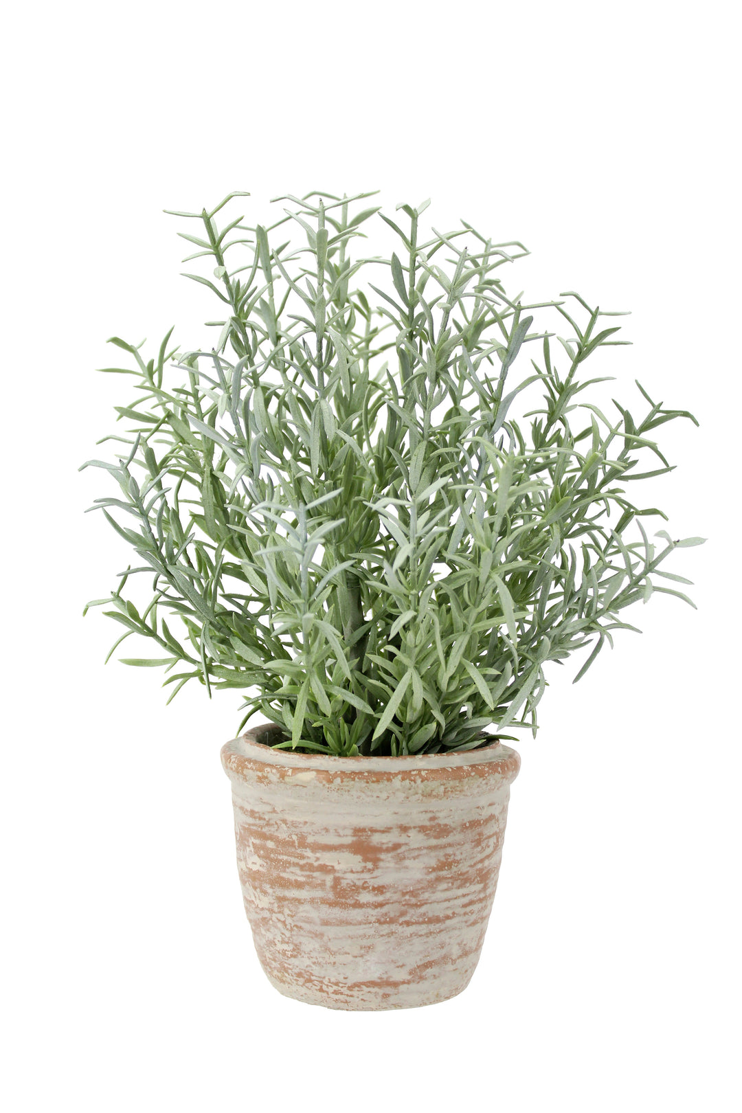 12" Rosemary &amp; 16" Olive Topiary Set