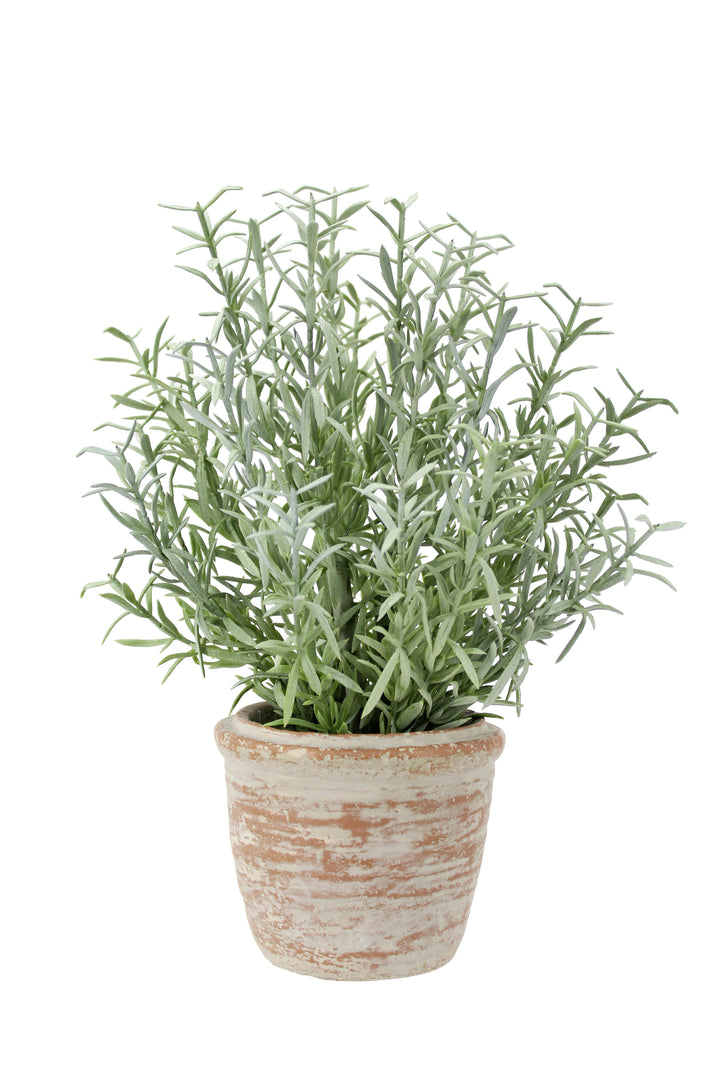 12" Rosemary &amp; 16" Olive Topiary Set