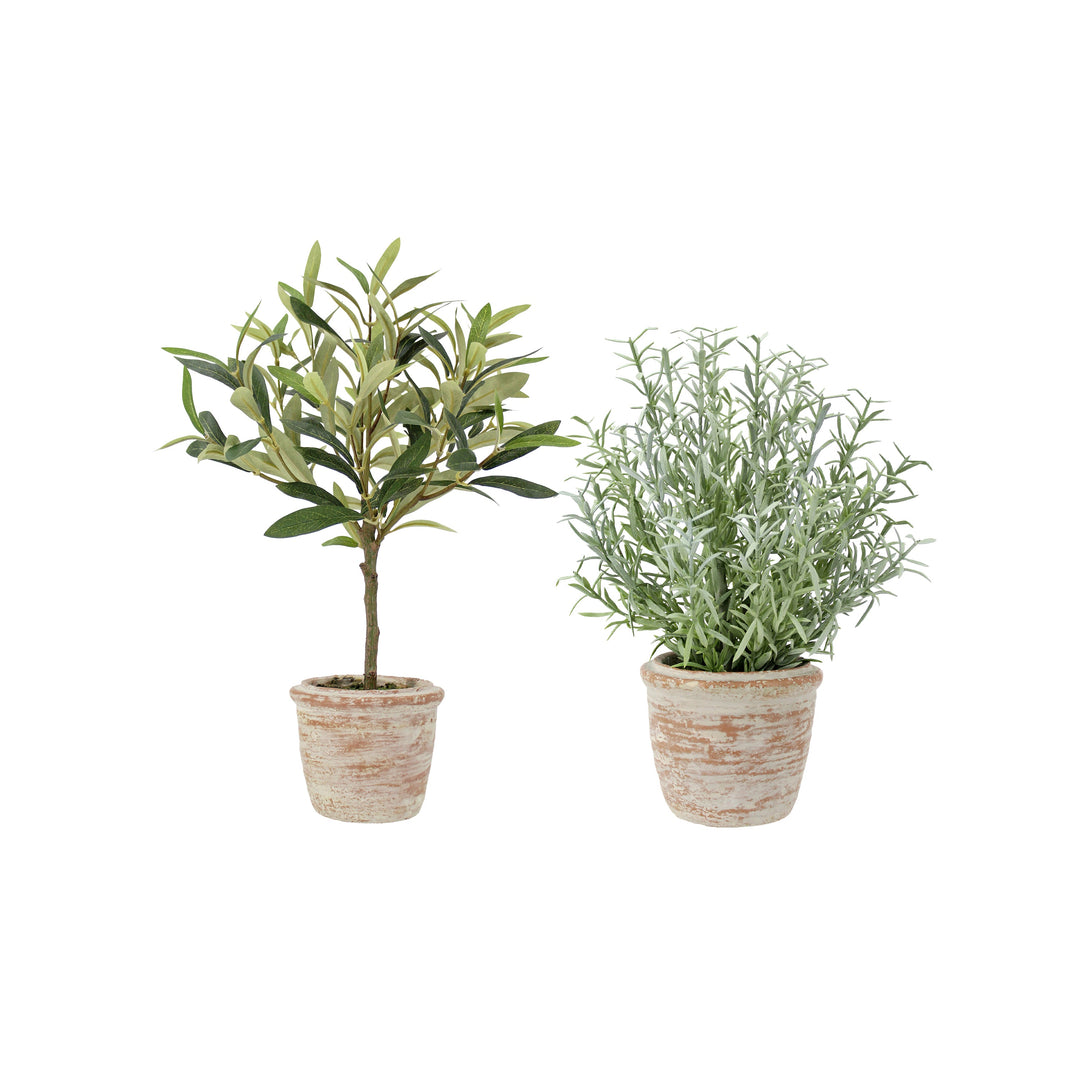 12" Rosemary &amp; 16" Olive Topiary Set