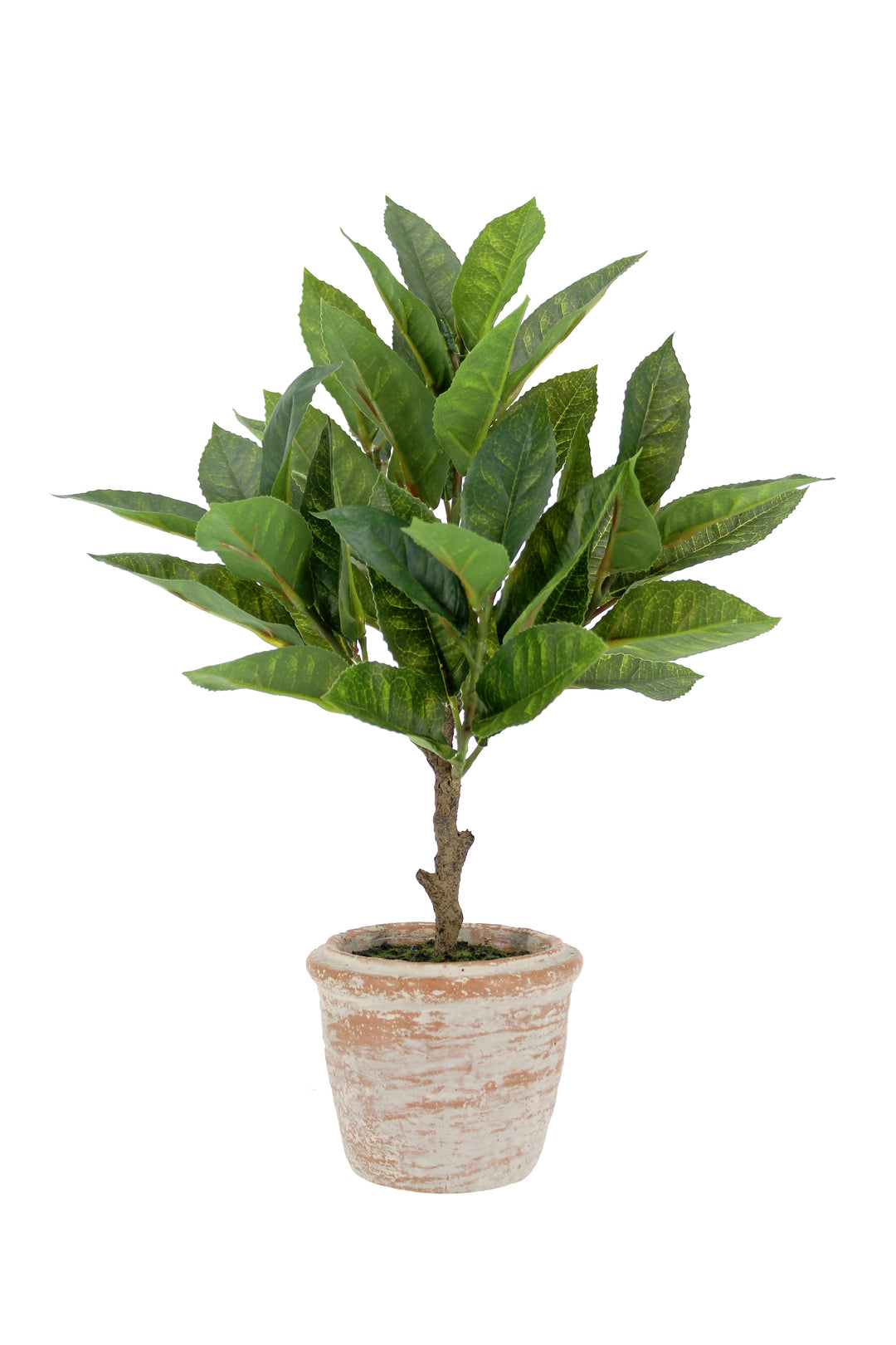 10" Eucalyptus &amp; 16" Citrus Topiary Set